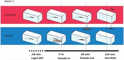 Preoptic Area Activation and Vasotocin Involvement in the Reproductive Behavior of a Weakly Pulse-Type Electric Fish, Brachyhypopomus gauderio